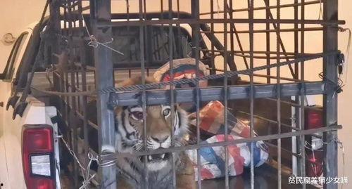 东北虎爆料天道视频大全,天道视频大全背后的精彩瞬间