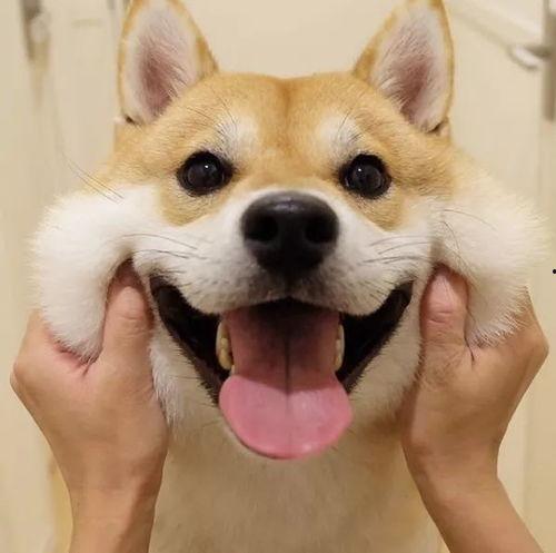 网红狗子张悦吃瓜图片大全,萌态百出图片大全