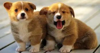 狗狗最新爆料图片大全,狗狗最新爆料图片大盘点